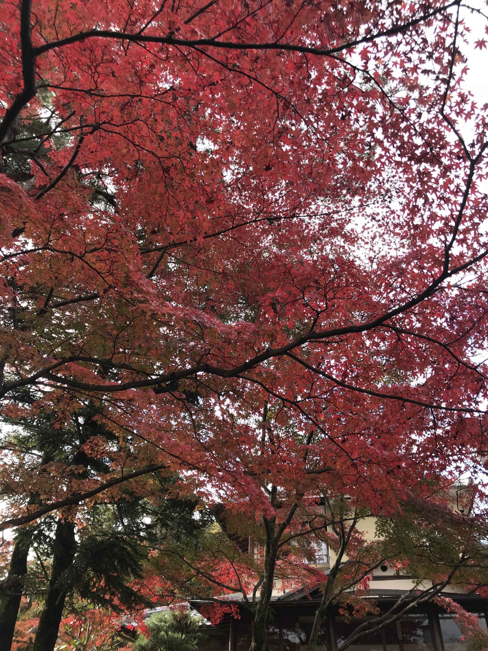 色鮮やかな紅葉