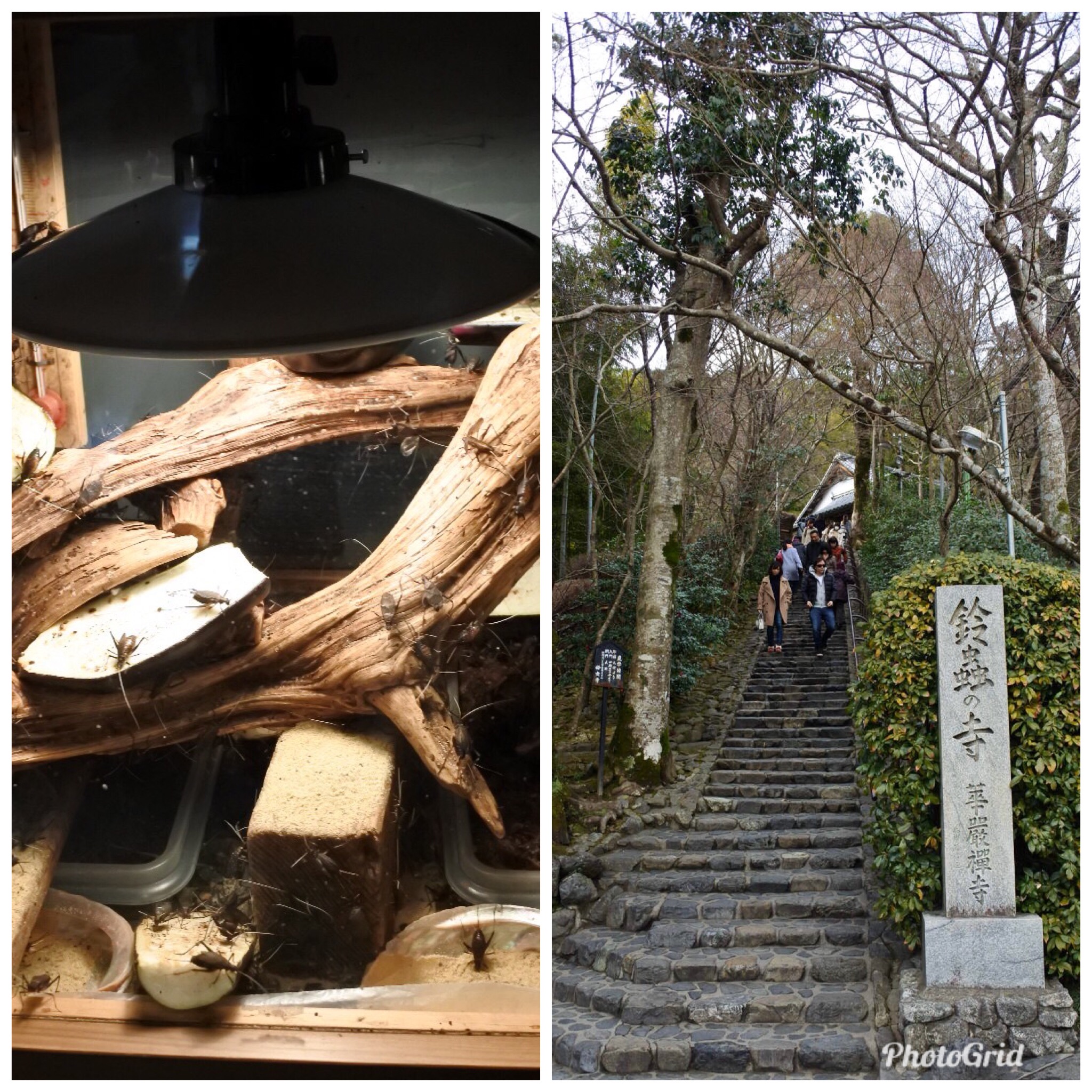 鈴虫寺