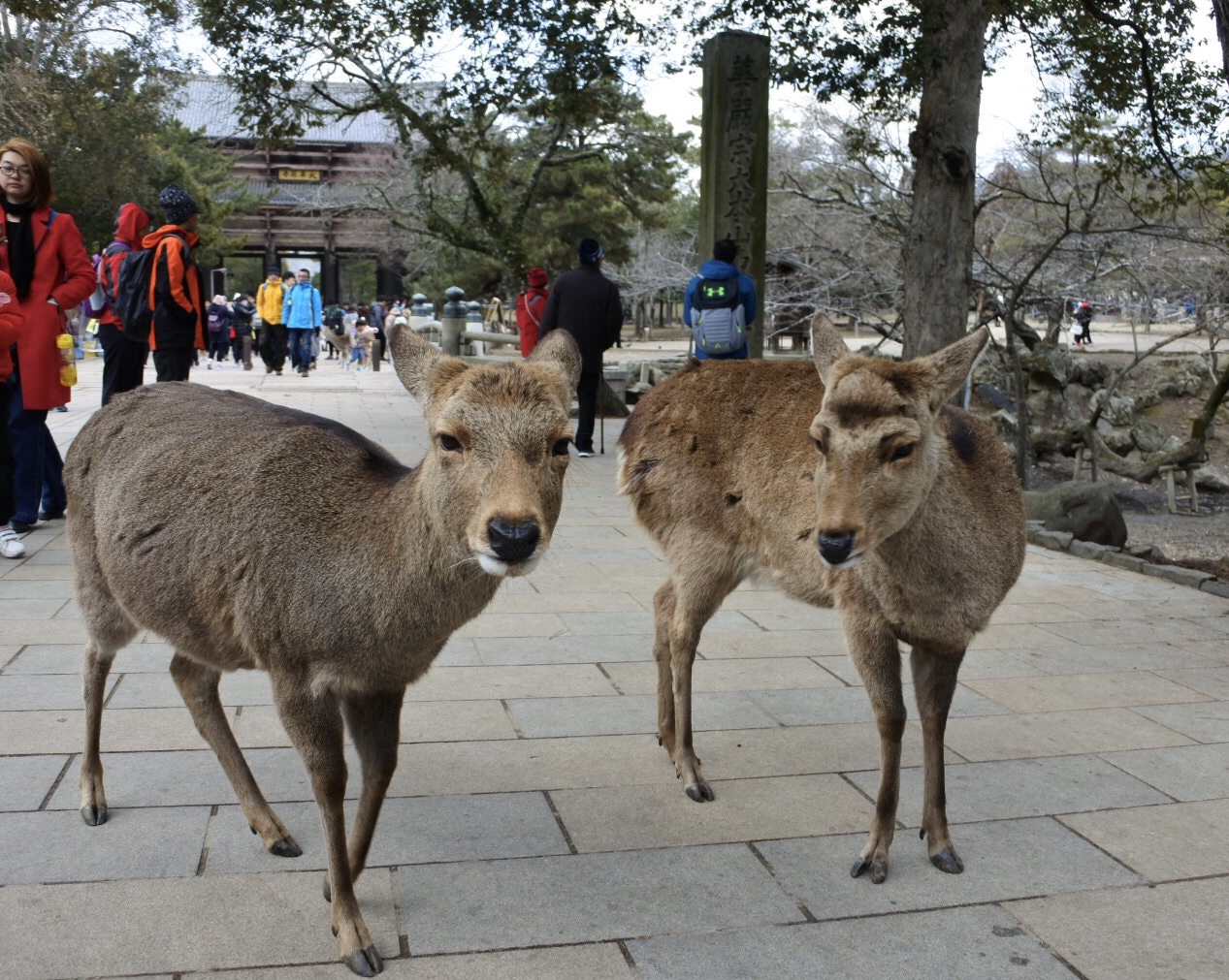 奈良公園