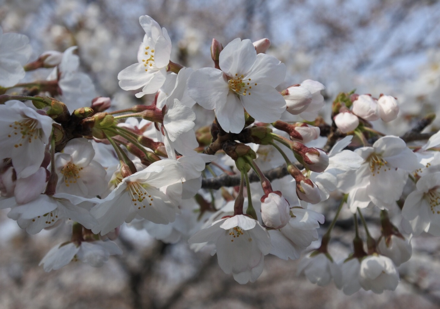 桜 満開