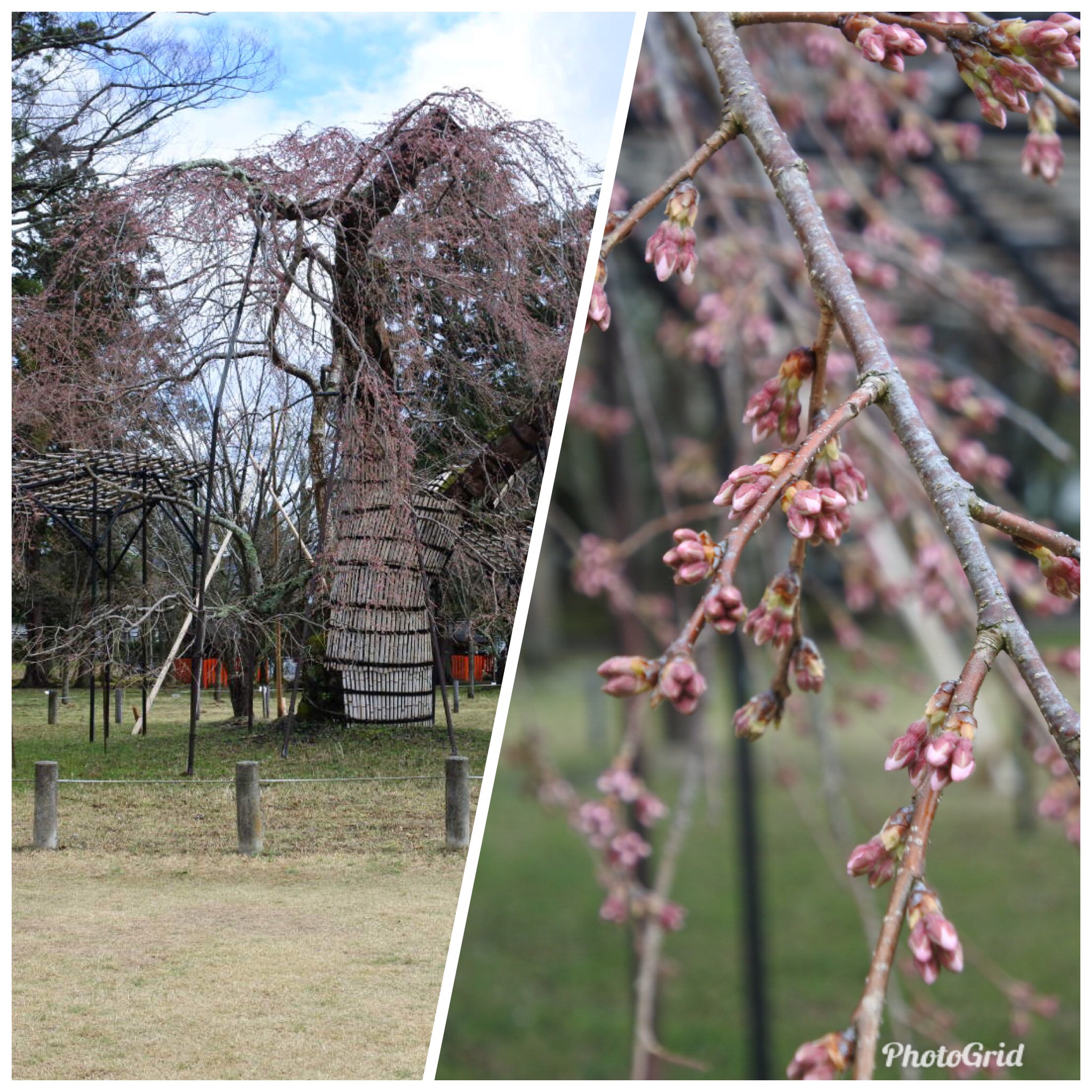 桜