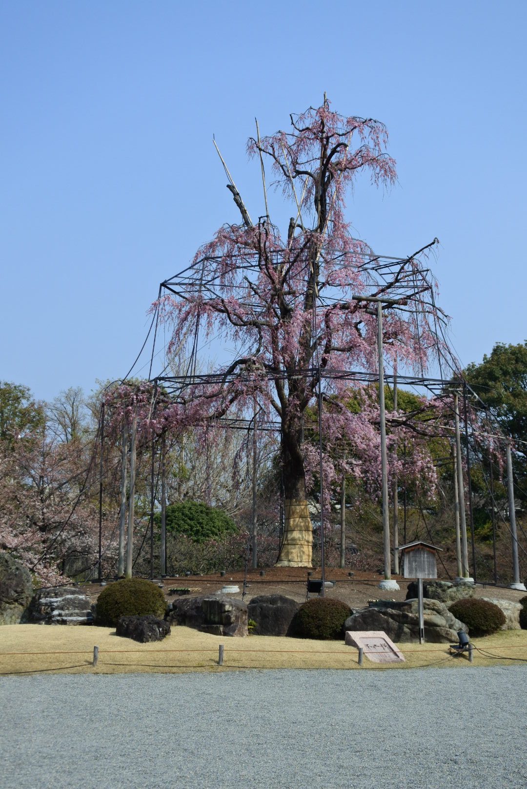 東寺の枝垂れ桜