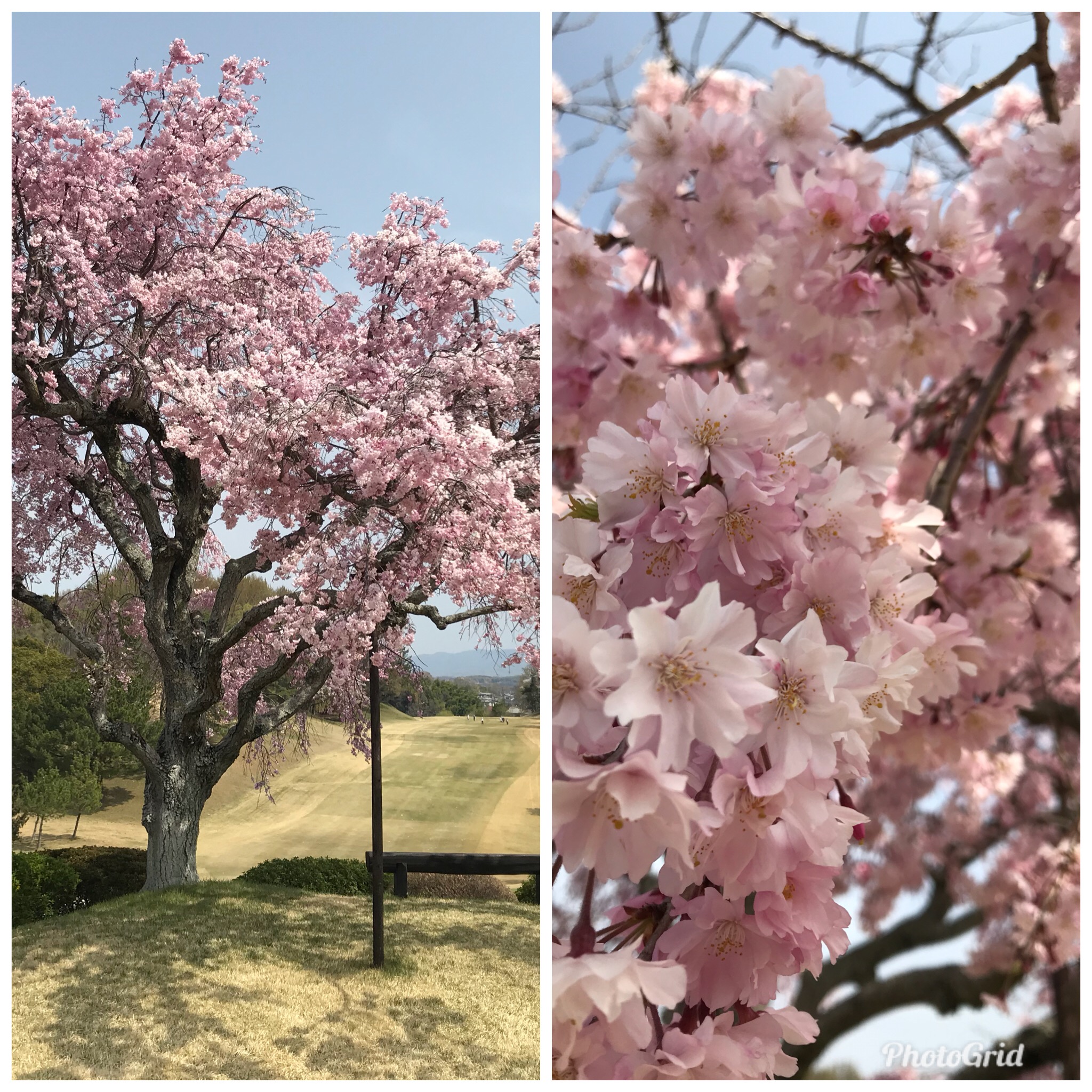 桜が満開