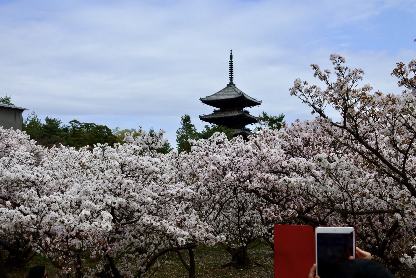 京都  仁和寺の桜