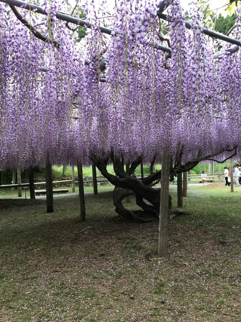 ふじ棚