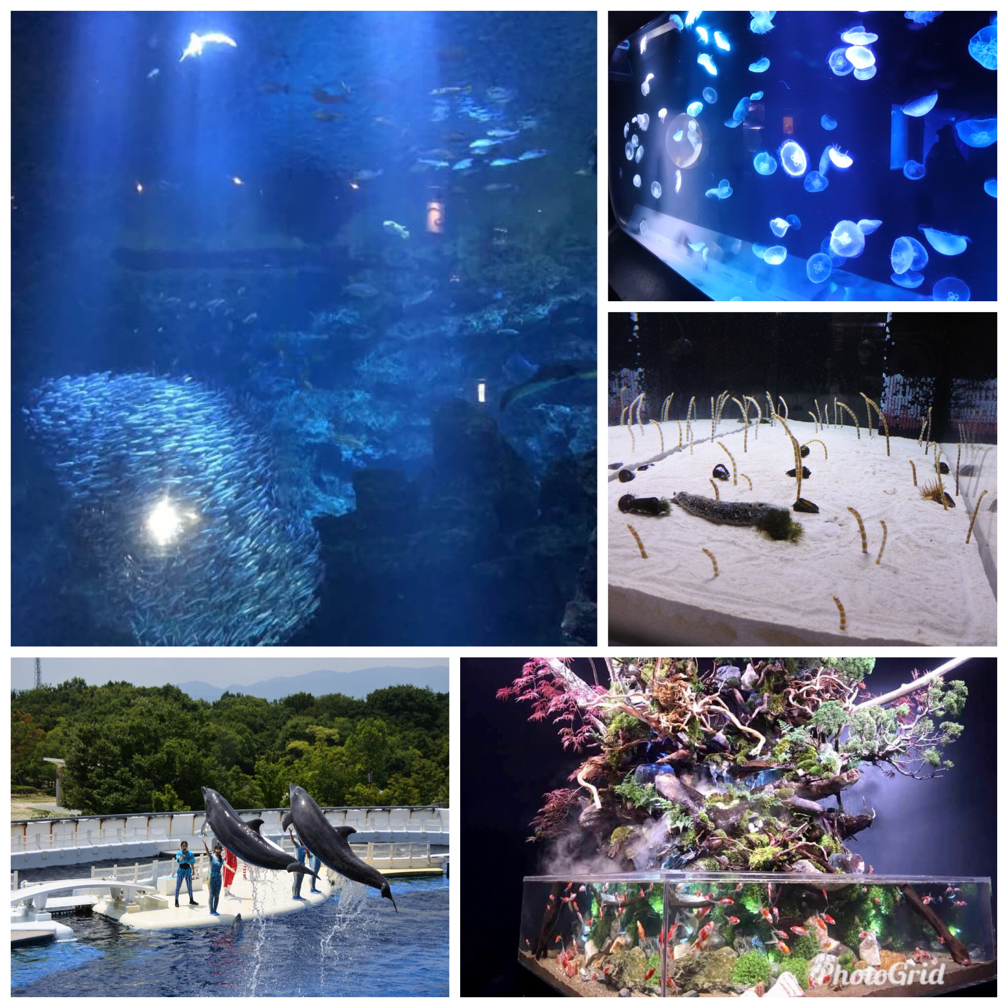 京都水族館