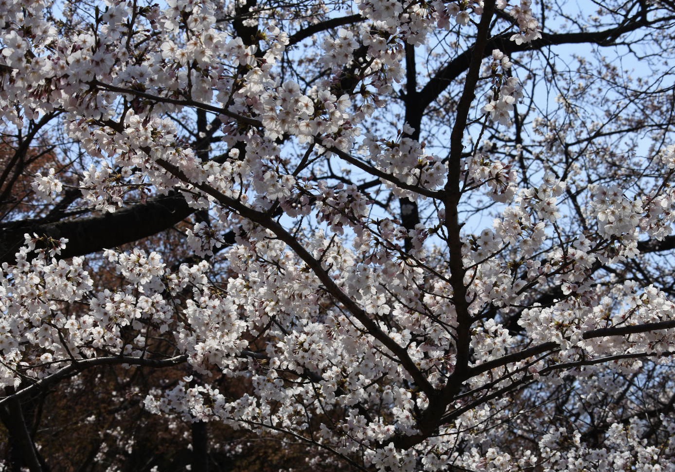 桜