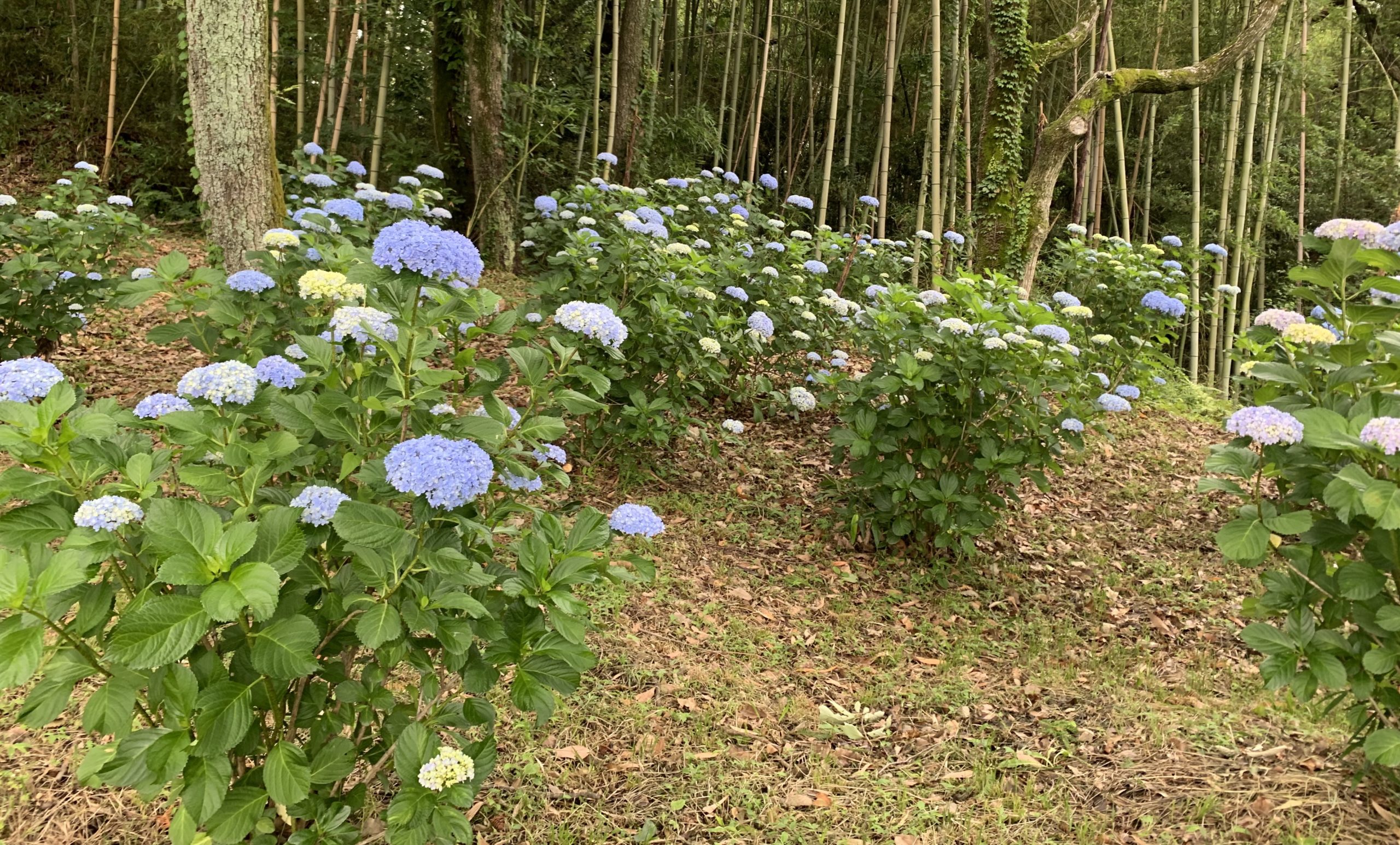 紫陽花