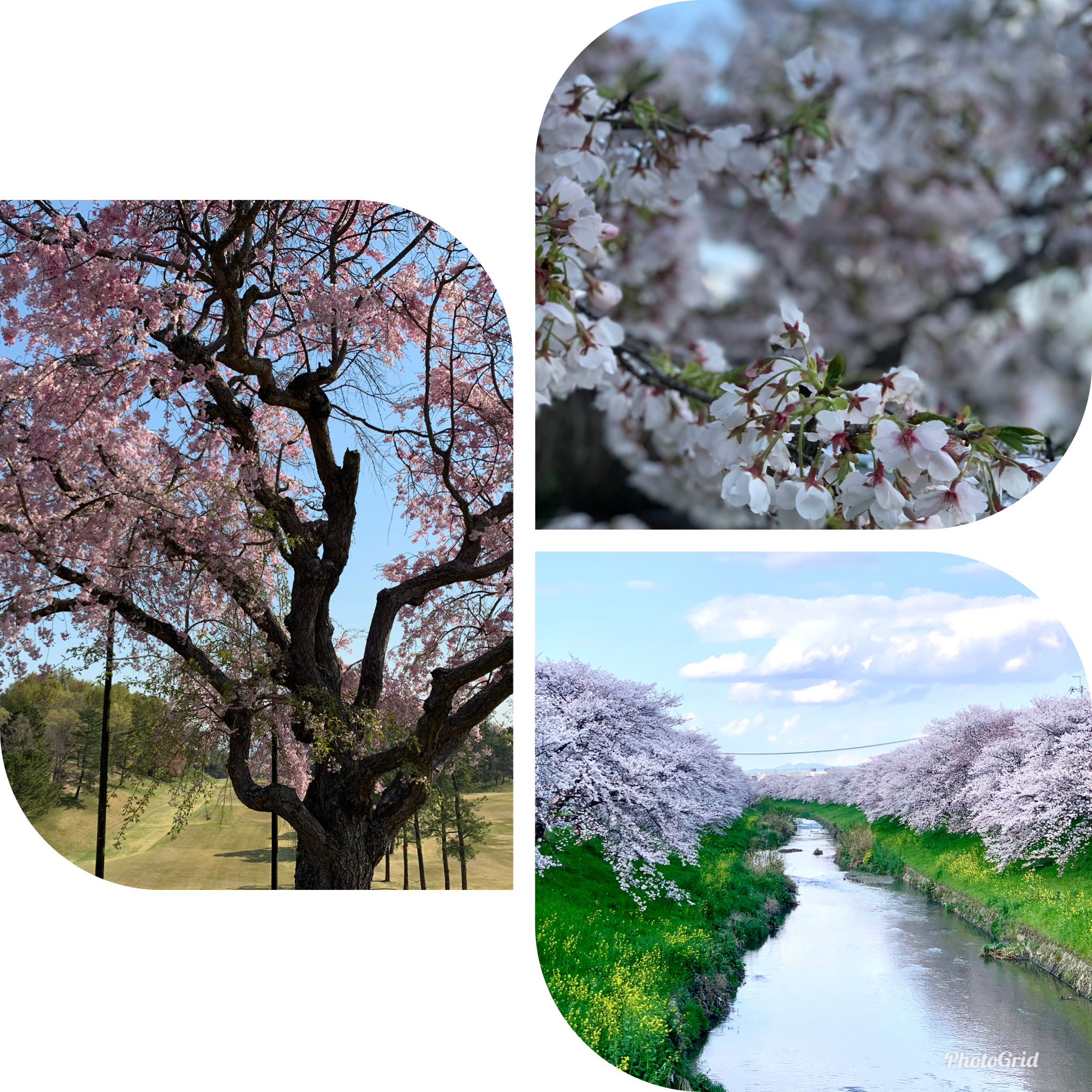 桜満開
