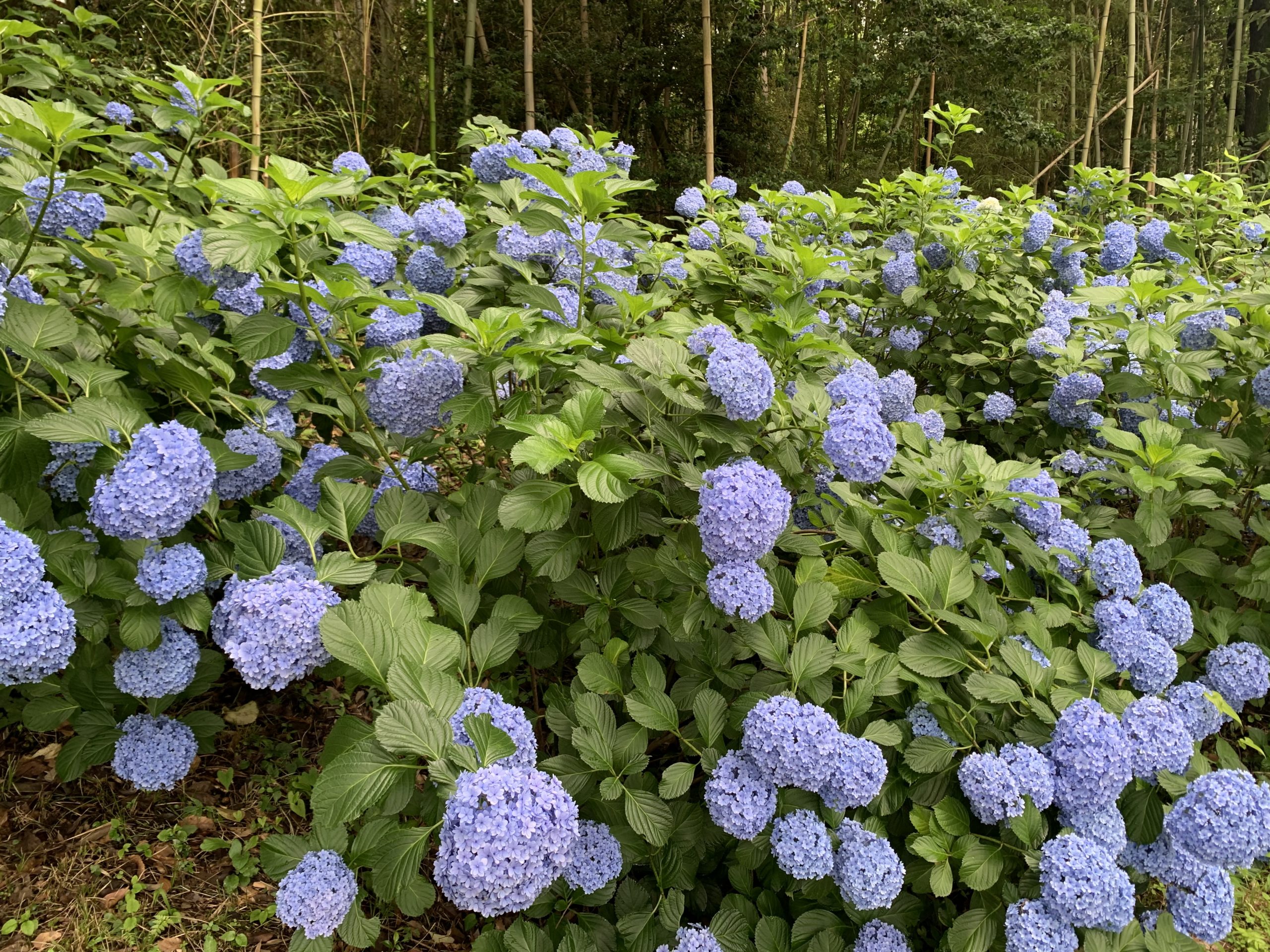 紫陽花