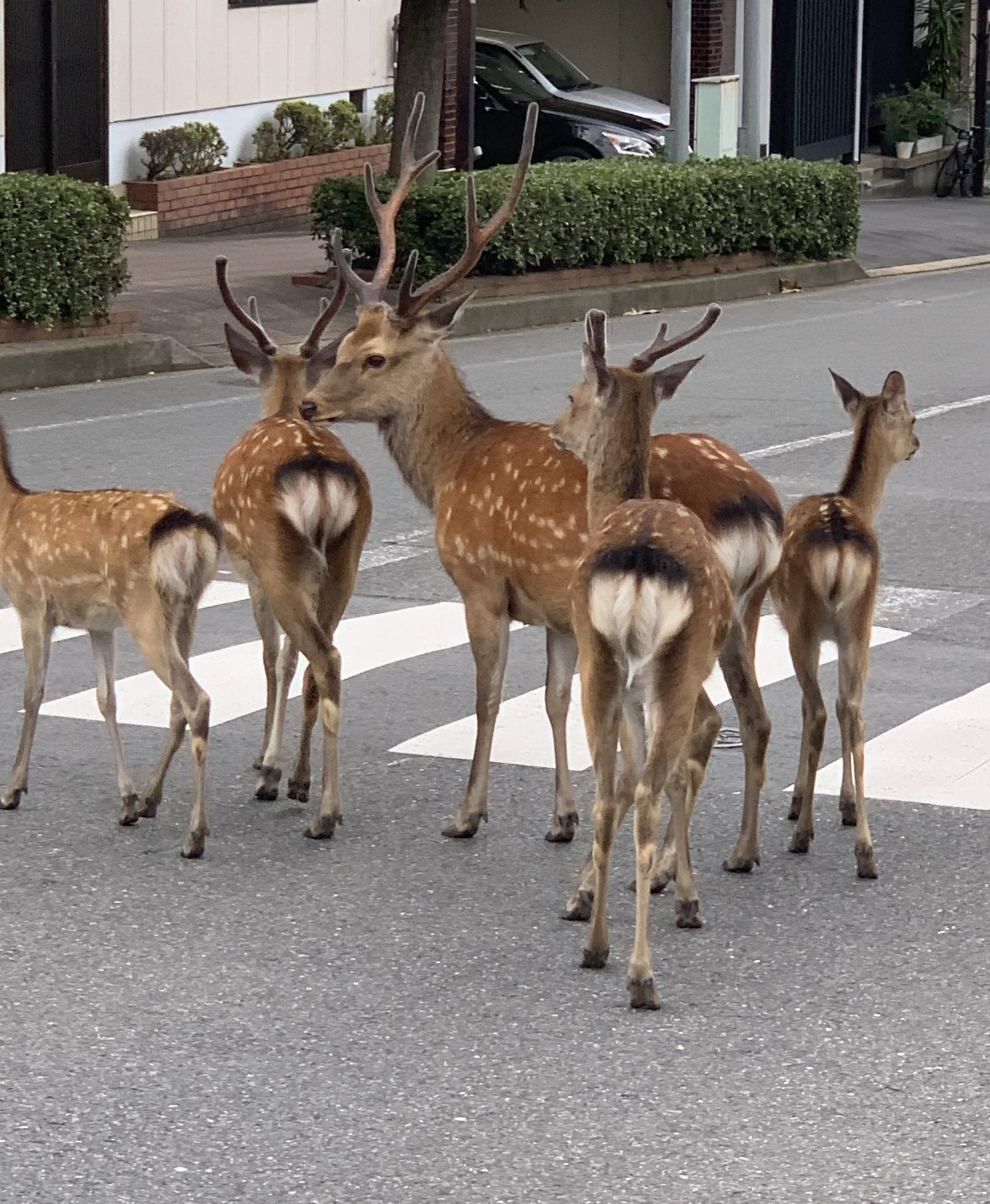 奈良のき鹿