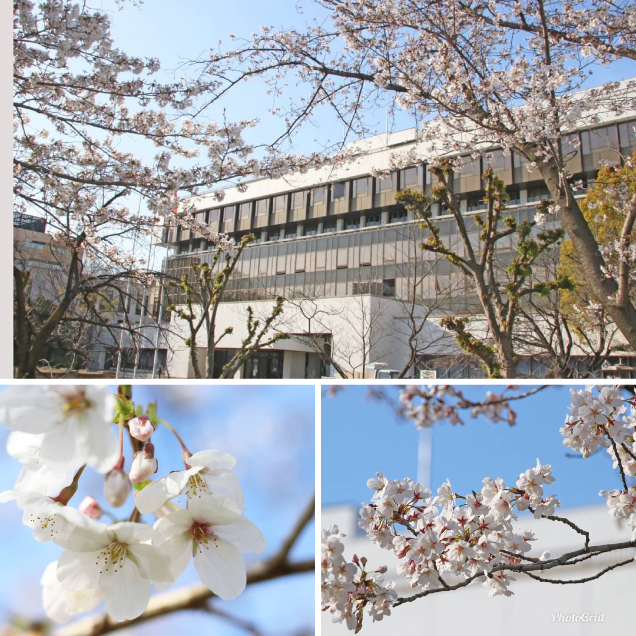 奈良市役所の桜