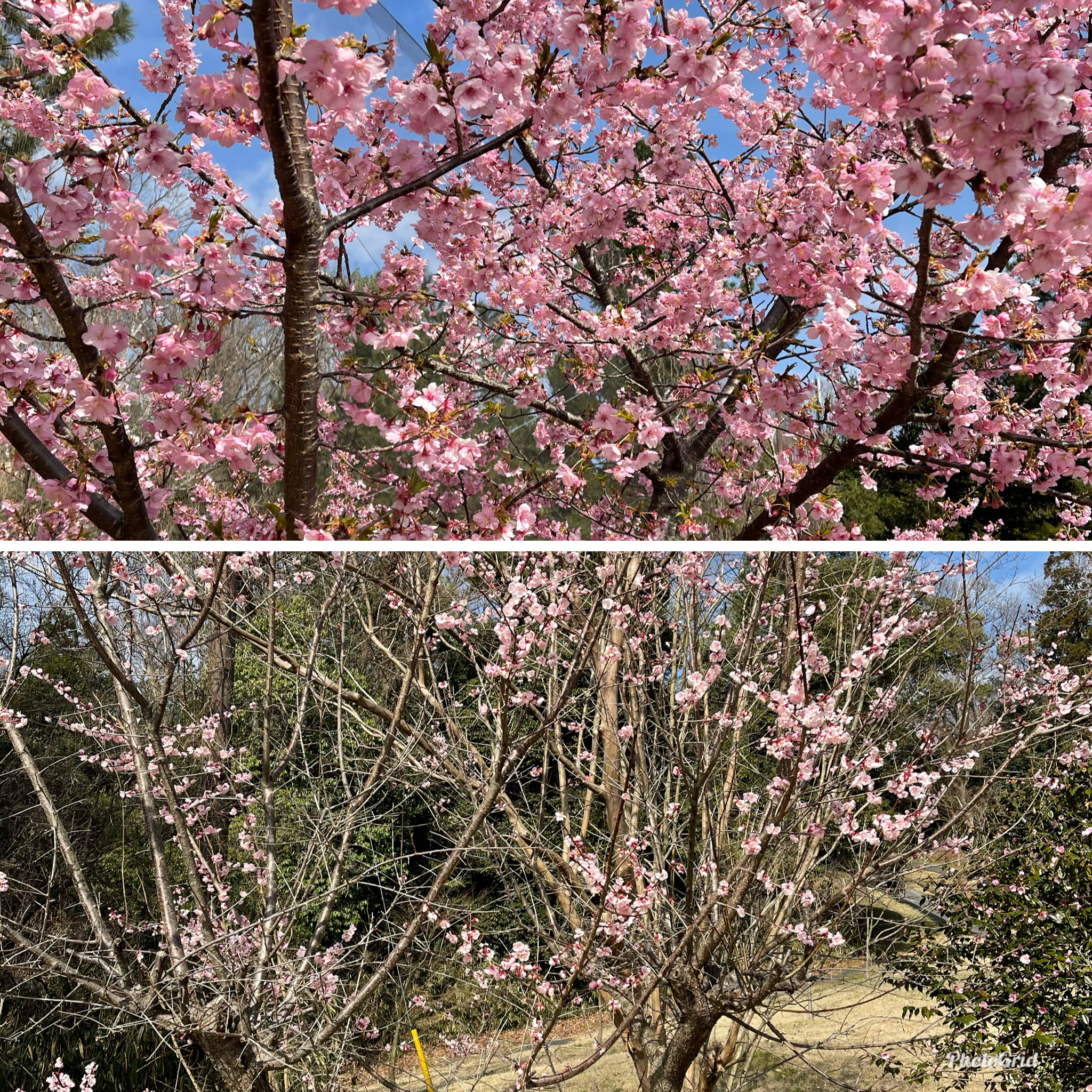 梅の花が咲き始めました