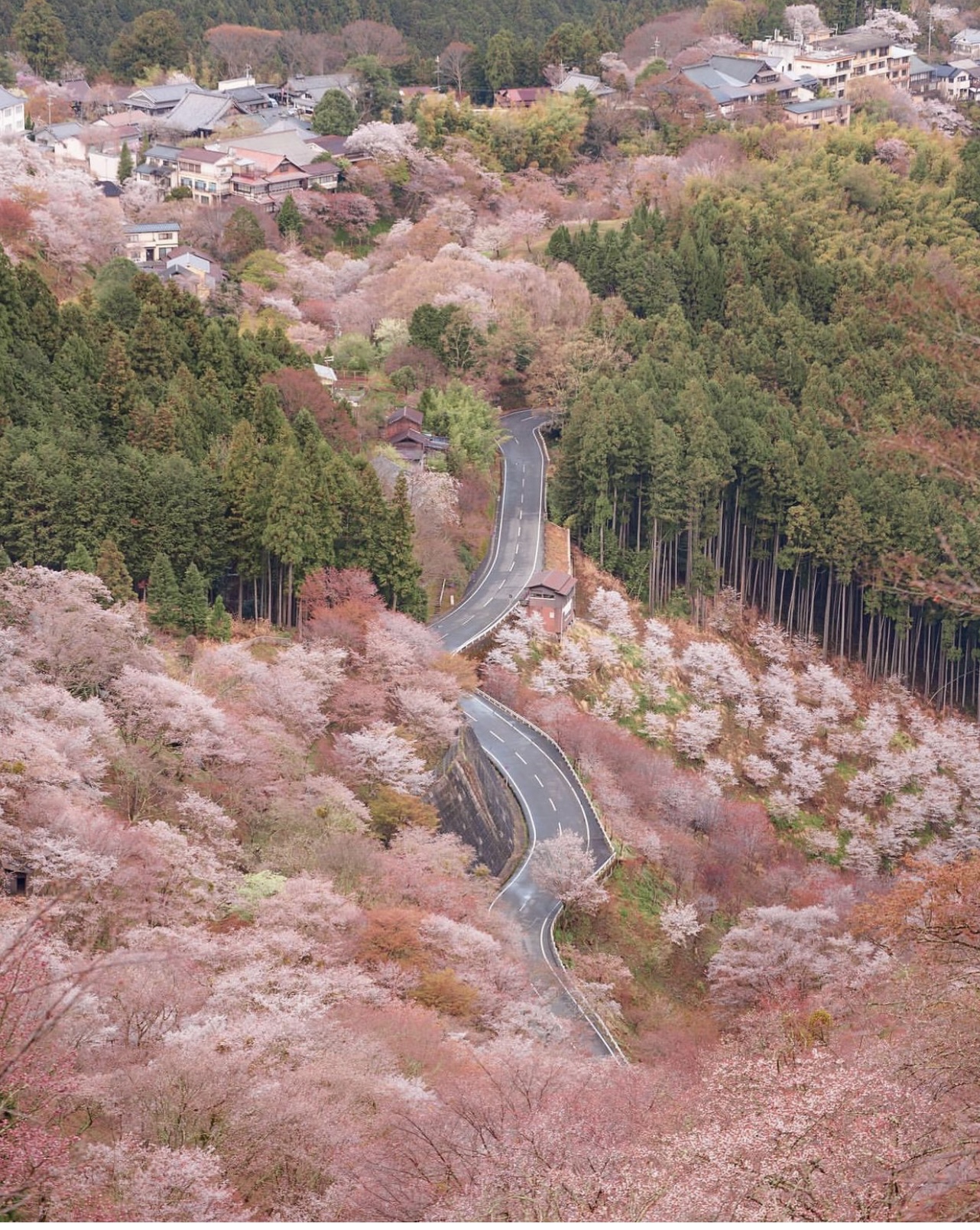 奈良　吉野山の紅葉